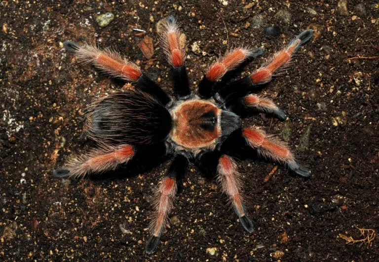 17316 tarantula fireleg enclosure