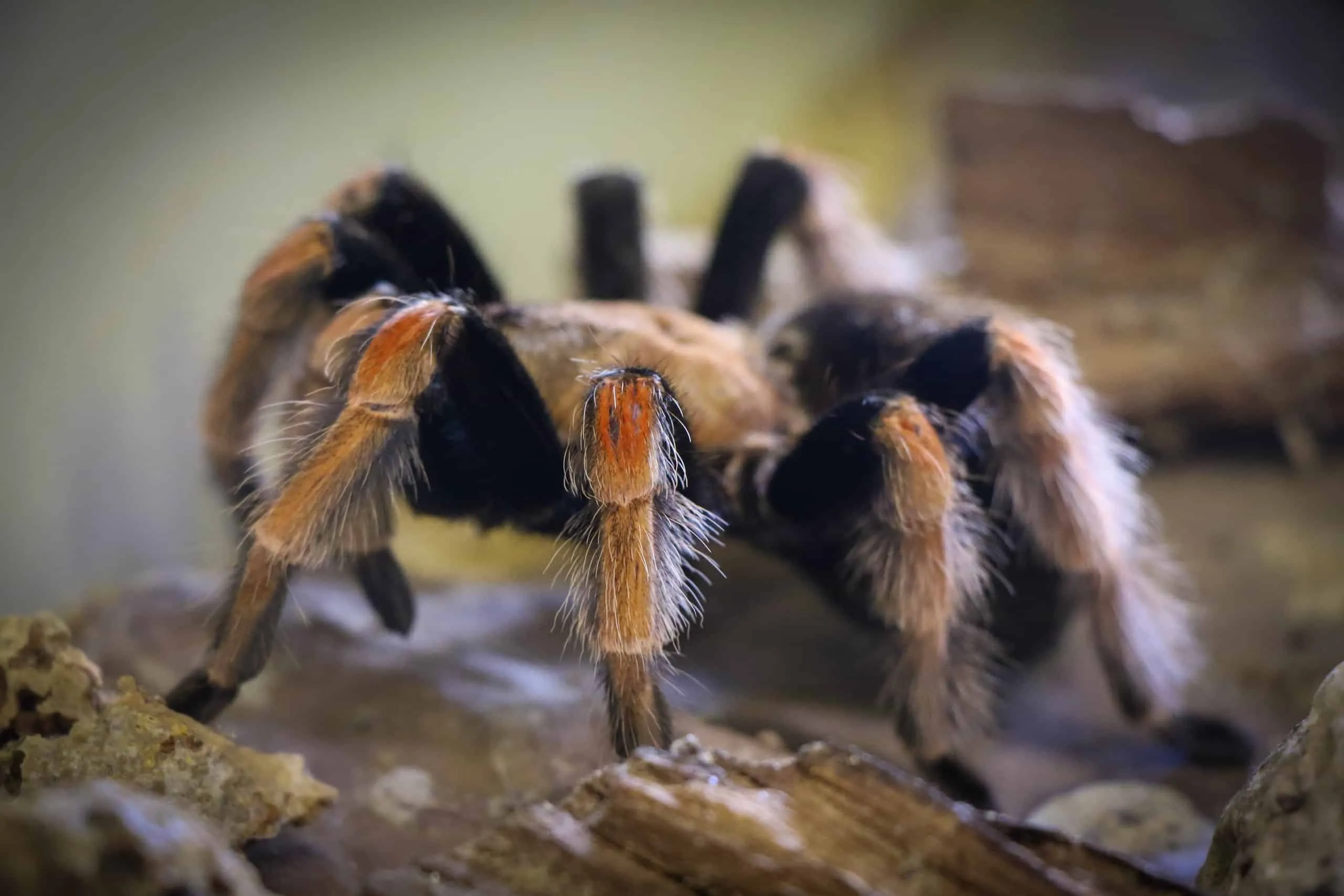 17316 tarantula fireleg feeding