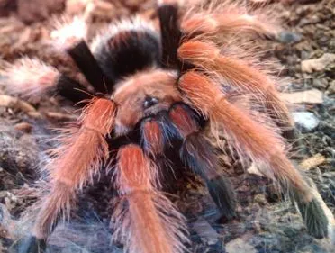 17316 tarantula fireleg habitat