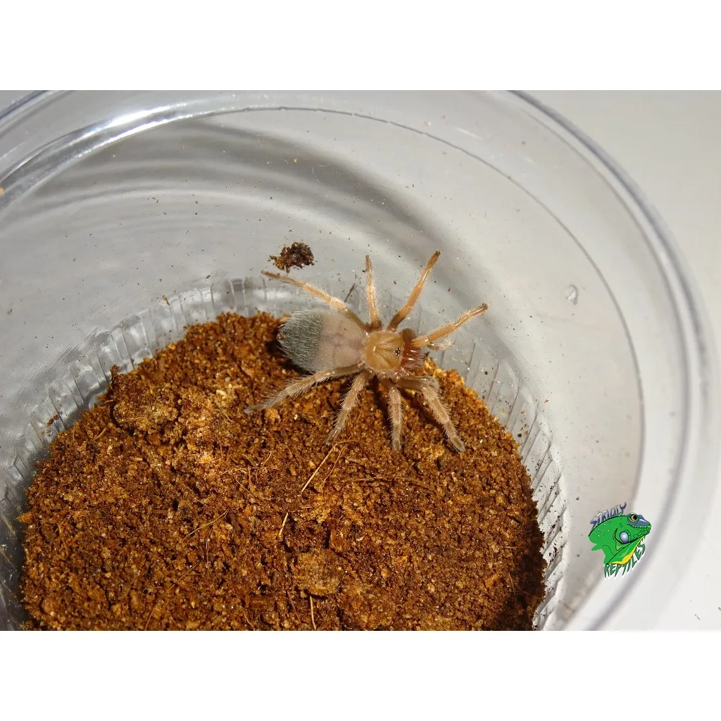 17316 tarantula fireleg handling