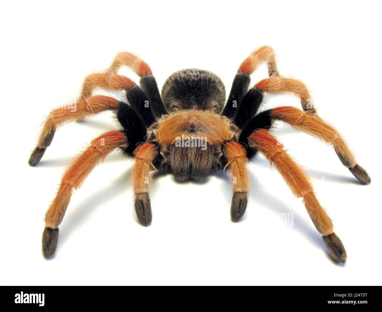 17316 tarantula fireleg molting