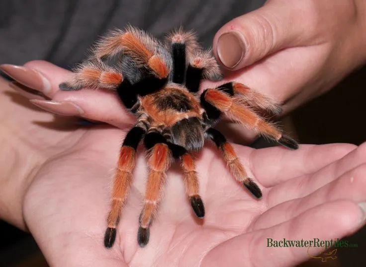 17316 tarantula fireleg overview