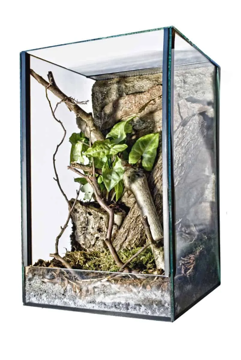 17317 tarantula enclosure 2