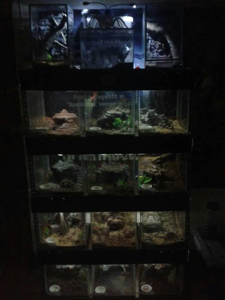 17317 tarantula enclosure 4