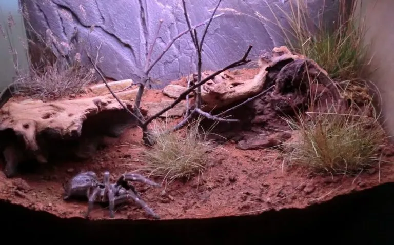 17317 tarantula enclosure overview