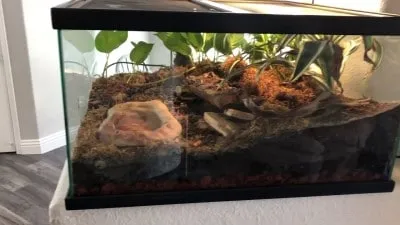 17317 tarantula size comparison