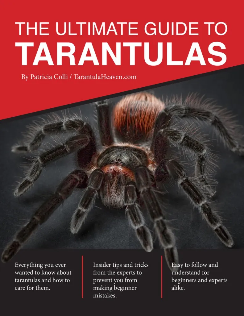 17320 armor sets t3 tarantula