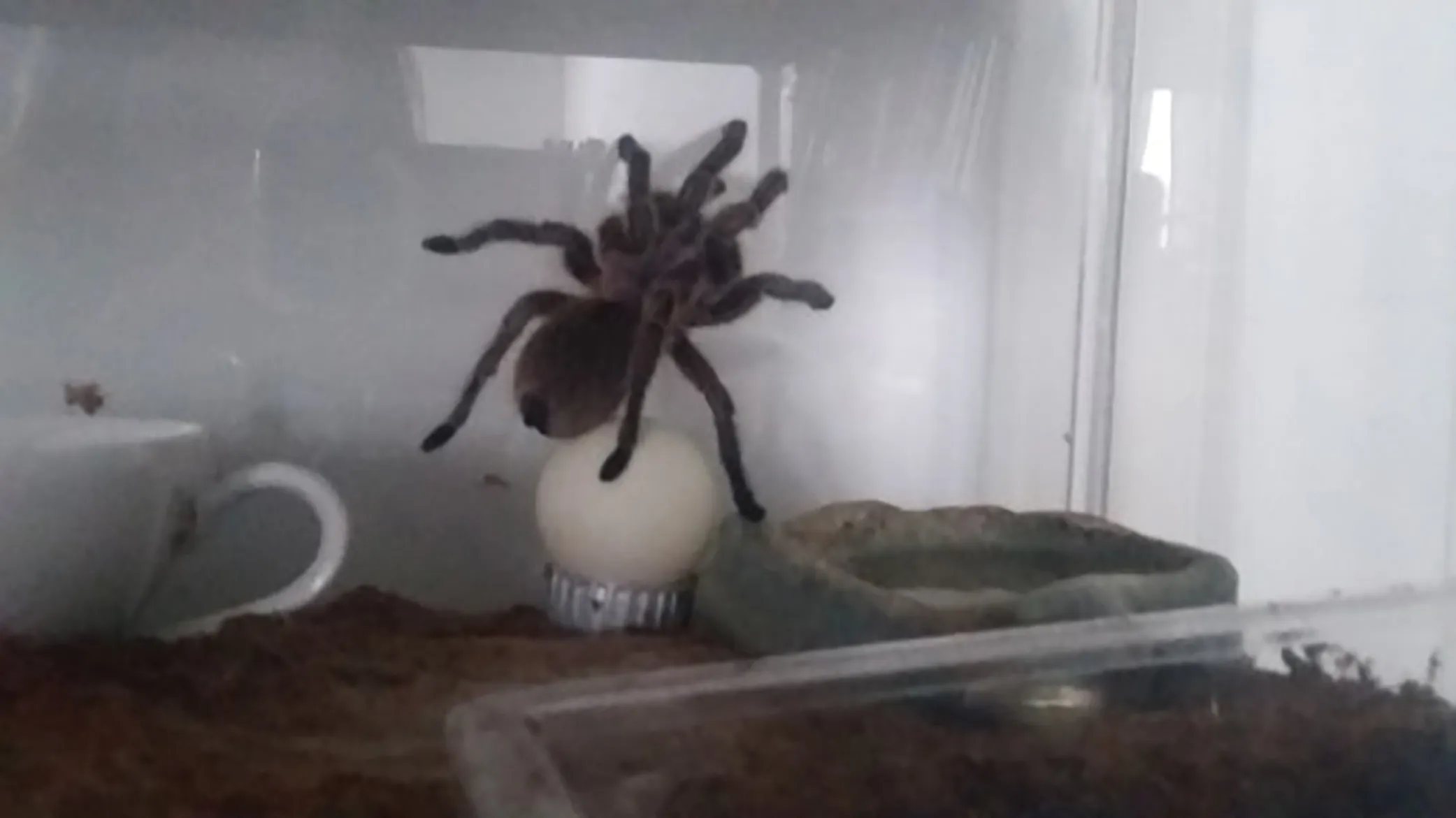 /img/17320-solo-success-tarantula.webp