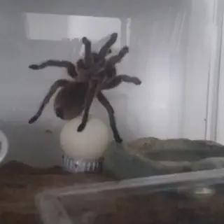 /img/17320-solo-success-tarantula.webp