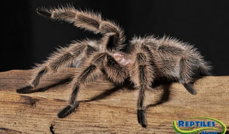 17321 suntiger tarantula feeding