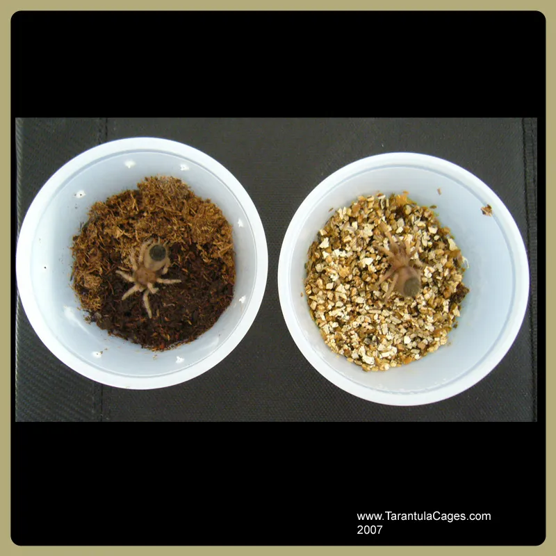 17321 suntiger tarantula health