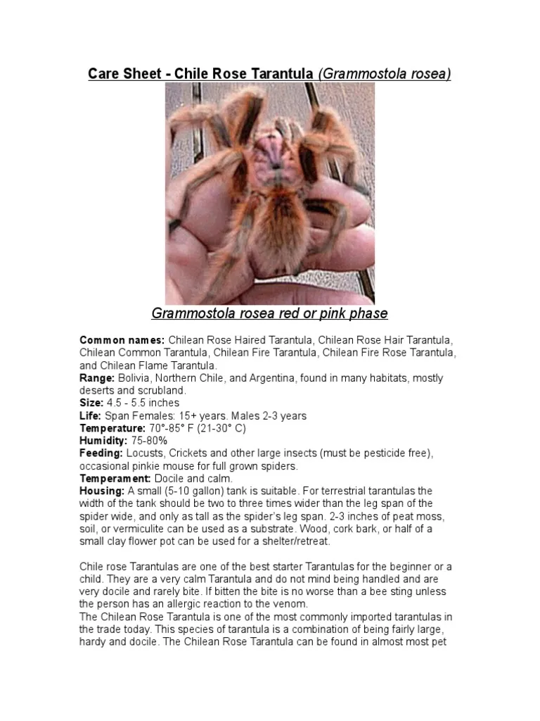 /img/17321-suntiger-tarantula-molting.webp