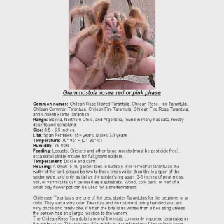 /img/17321-suntiger-tarantula-molting.webp