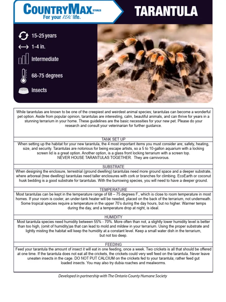 17321 suntiger tarantula overview