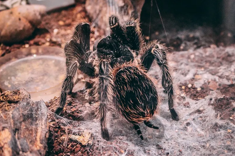 17321 suntiger tarantula substrate