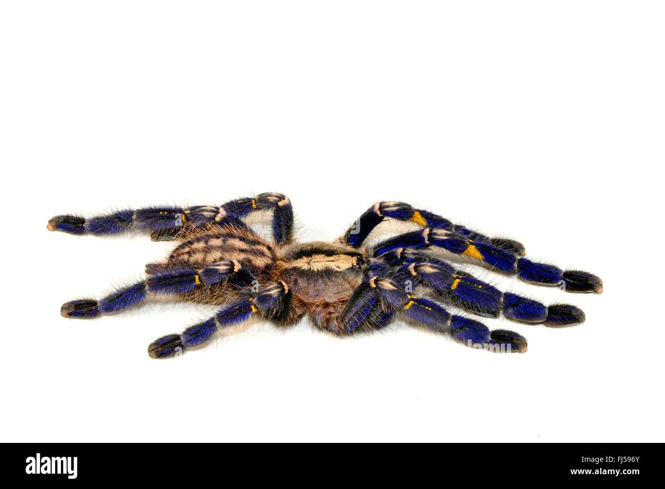 17322 gooty sapphire tarantula cleaning