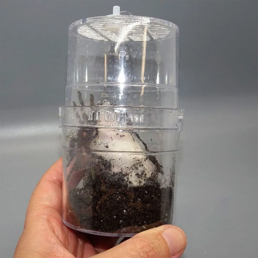 17322 gooty sapphire tarantula feeding schedule