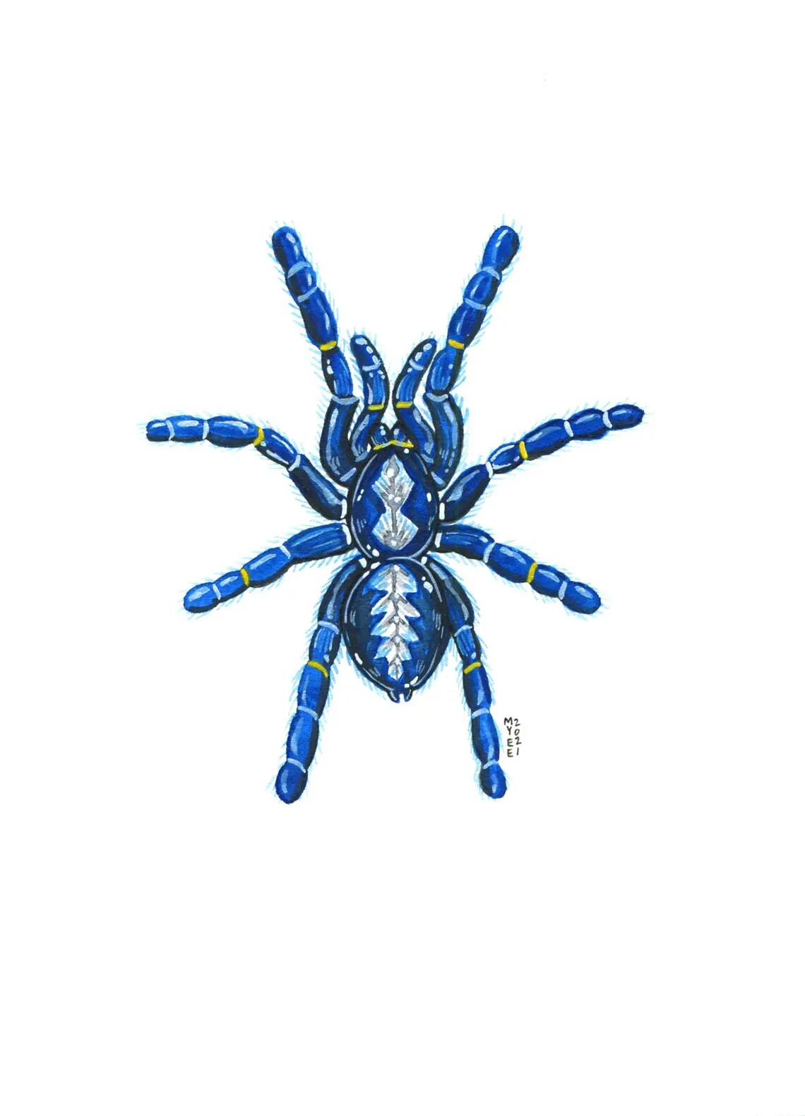 /img/17322-gooty-sapphire-tarantula-health.webp