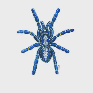 /img/17322-gooty-sapphire-tarantula-health.webp