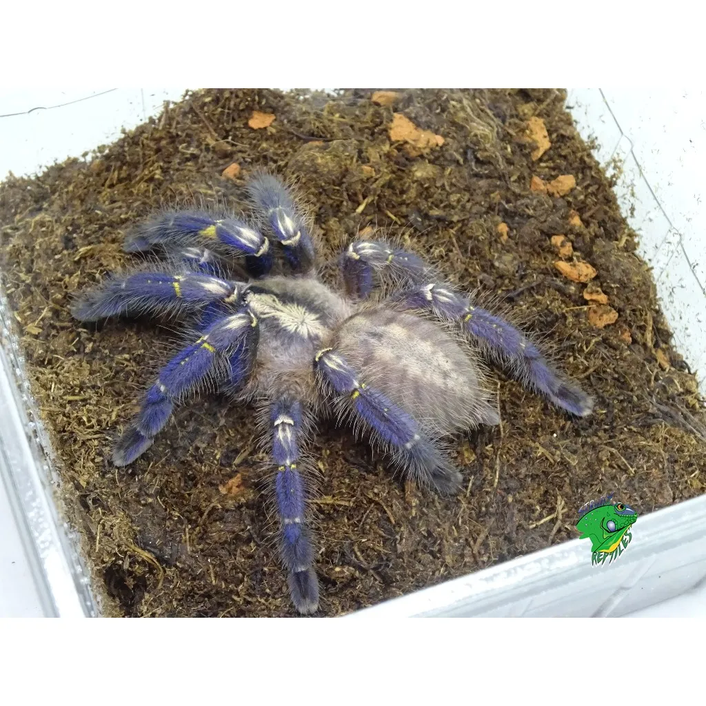 17322 gooty sapphire tarantula prey