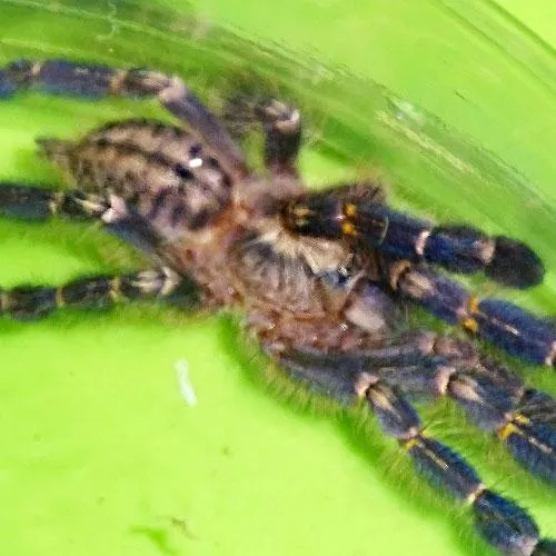 17322 gooty sapphire tarantula water