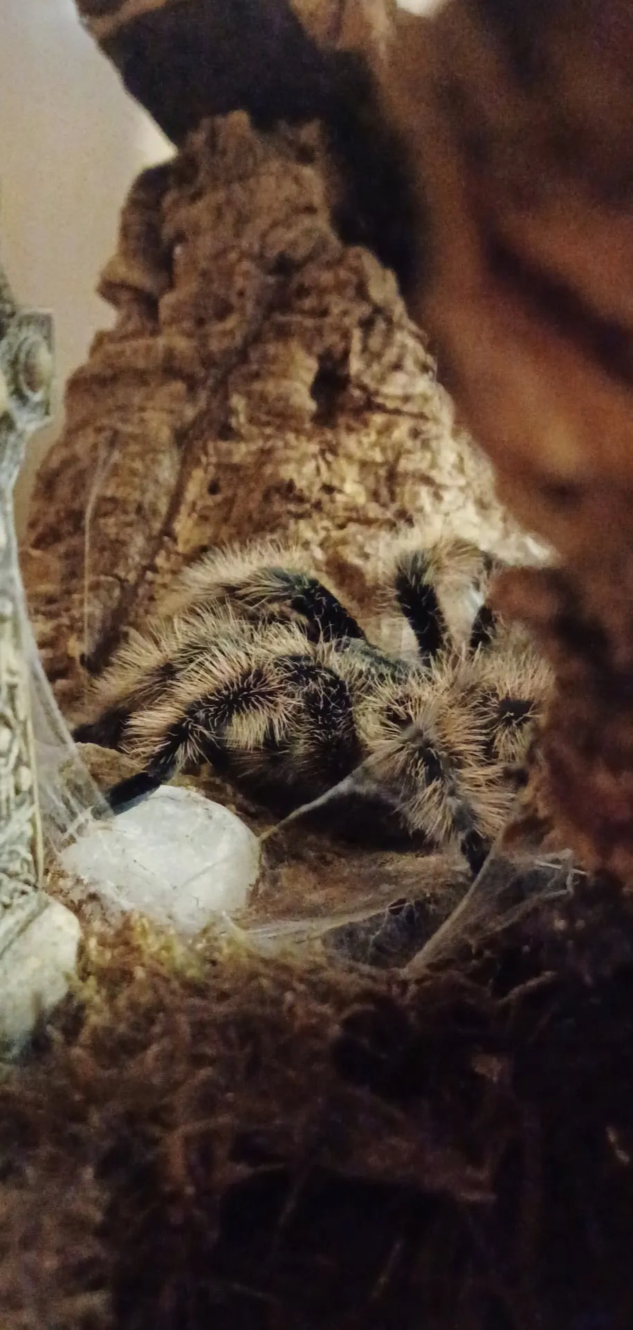 /img/17323-cleaning-tarantula-enclosure.webp