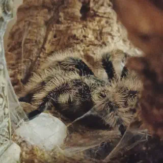 /img/17323-cleaning-tarantula-enclosure.webp