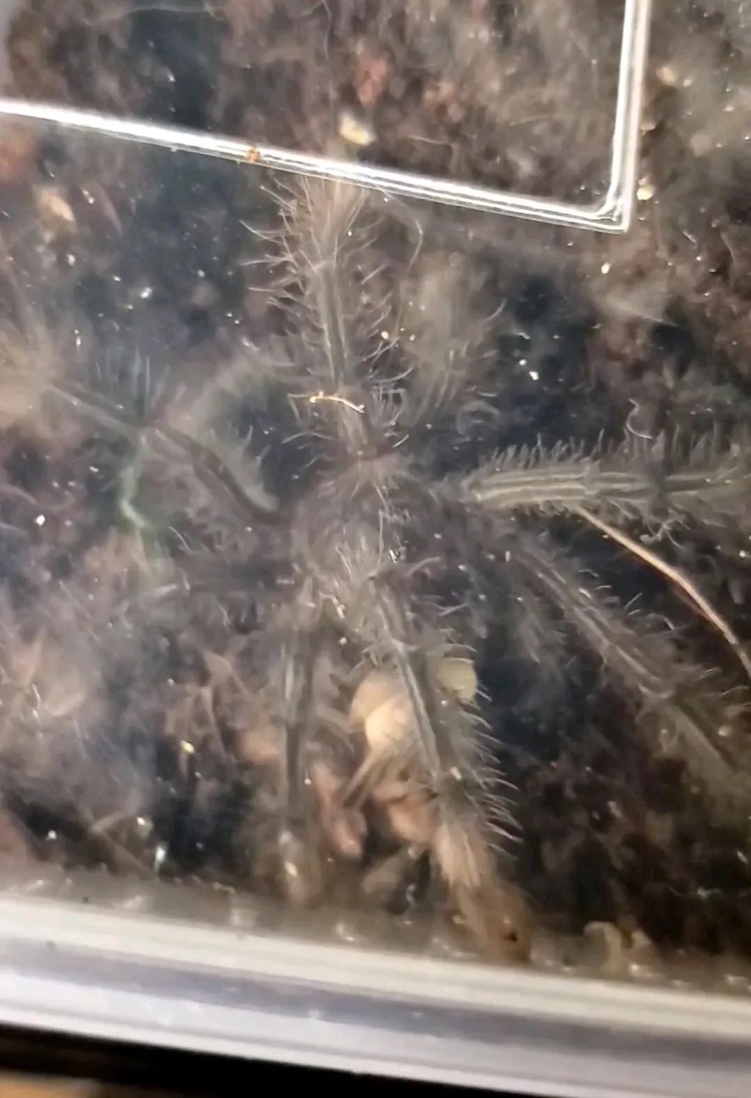 17323 handling tarantula