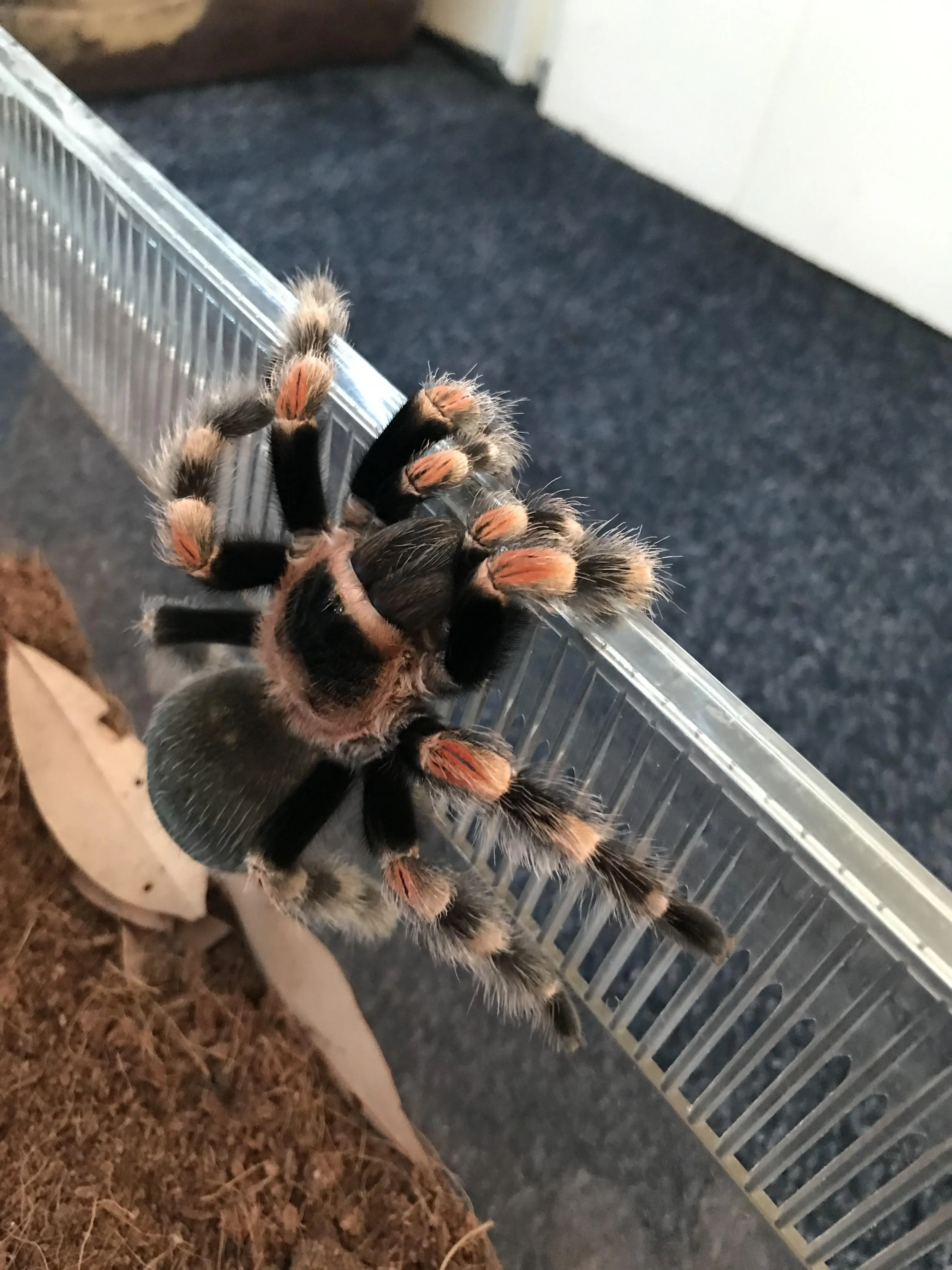 17323 tarantula feeding