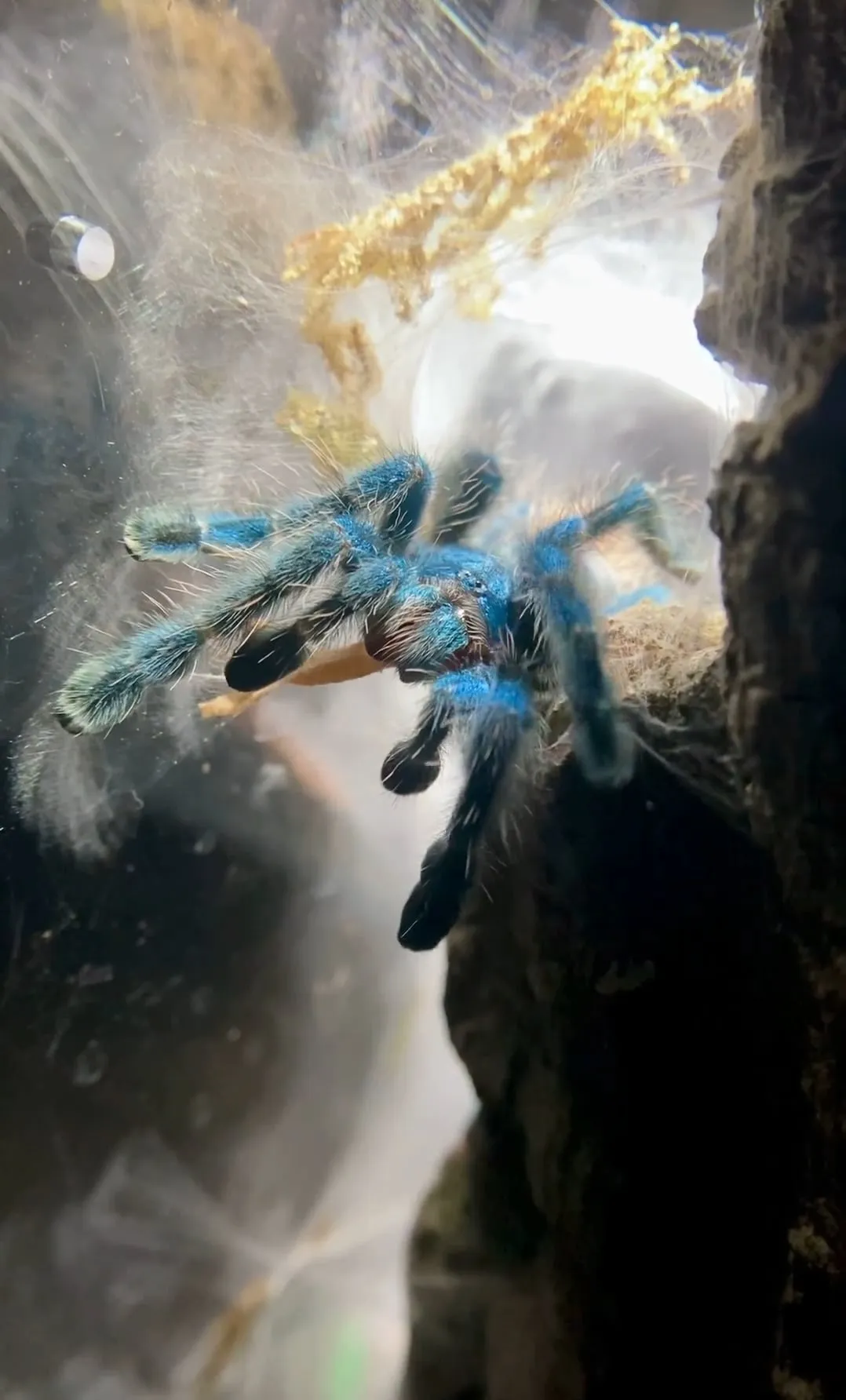 17323 tarantula molting