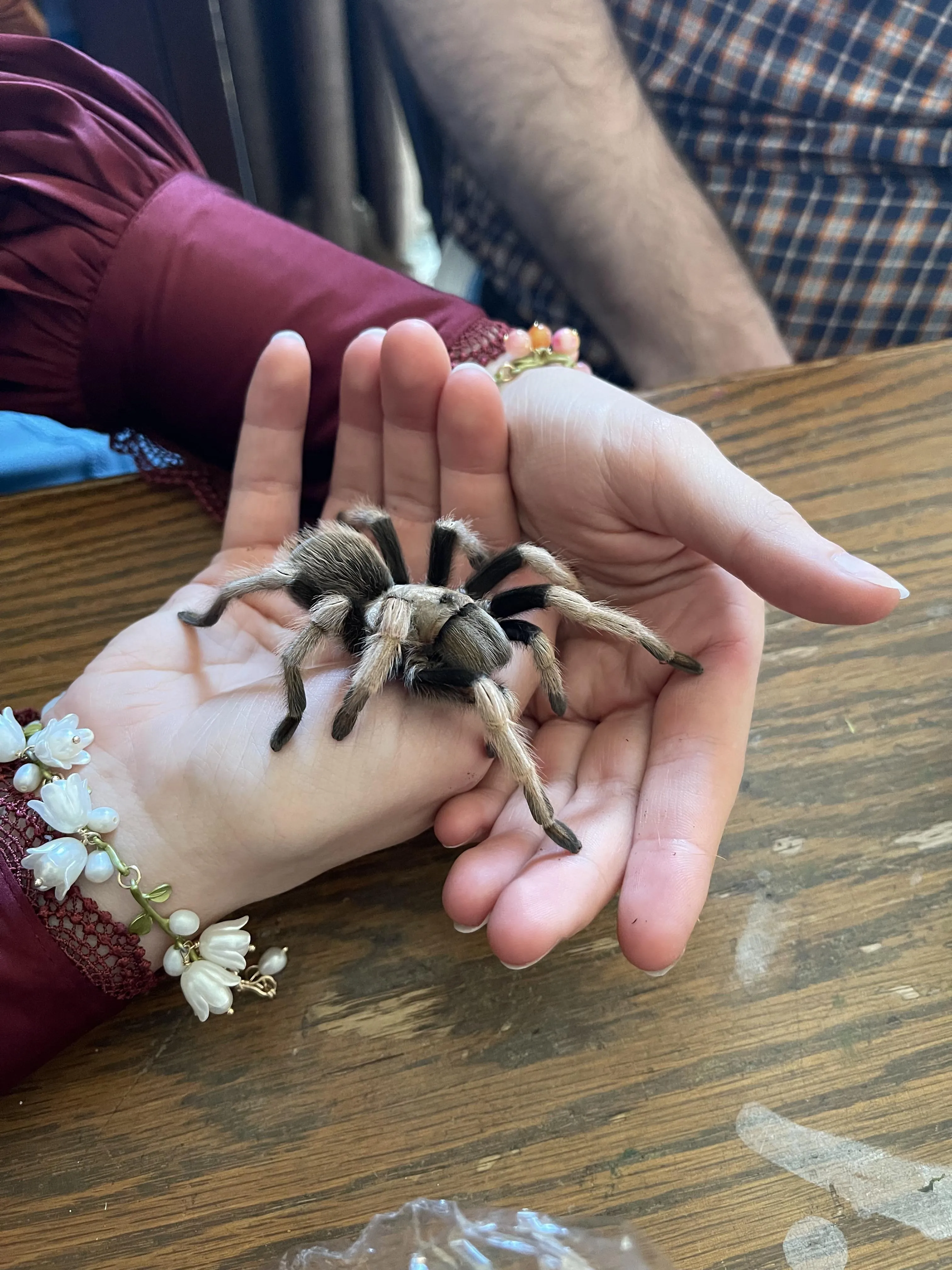 17323 tarantula substrate