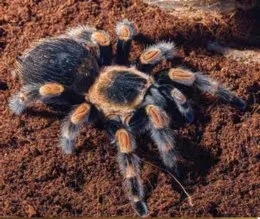 17324 tarantula decor