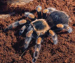 17324 tarantula molting