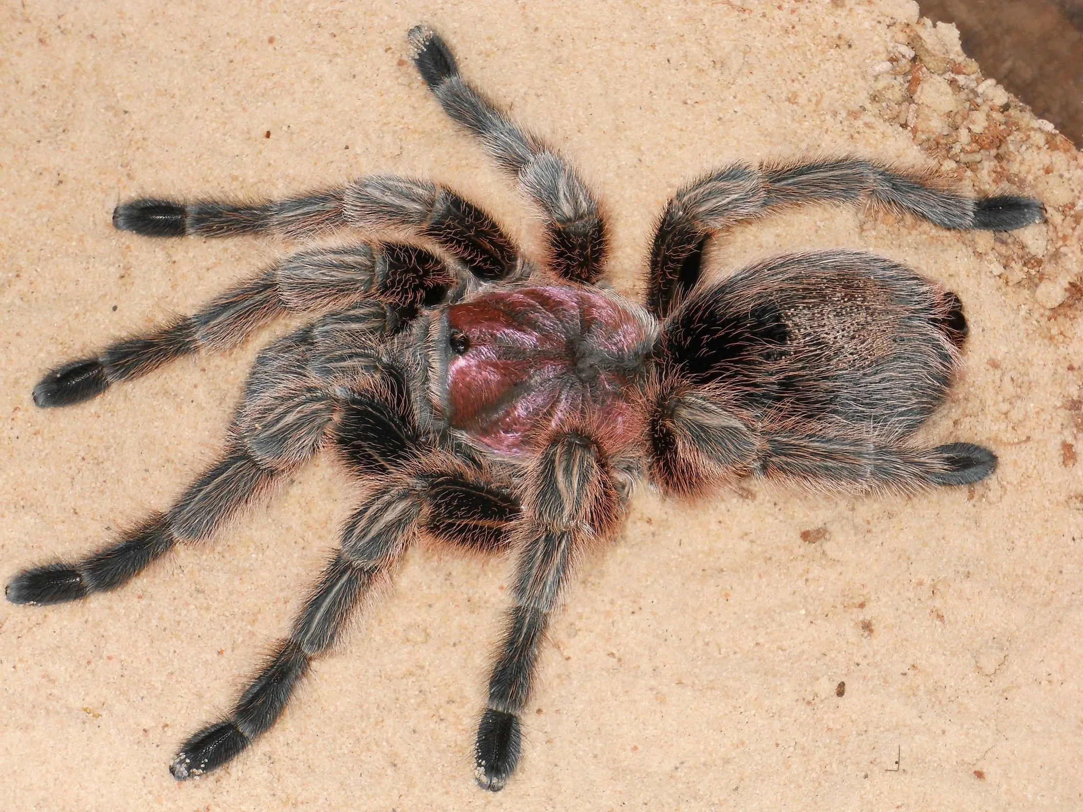 17325 chilean rose tarantula eating