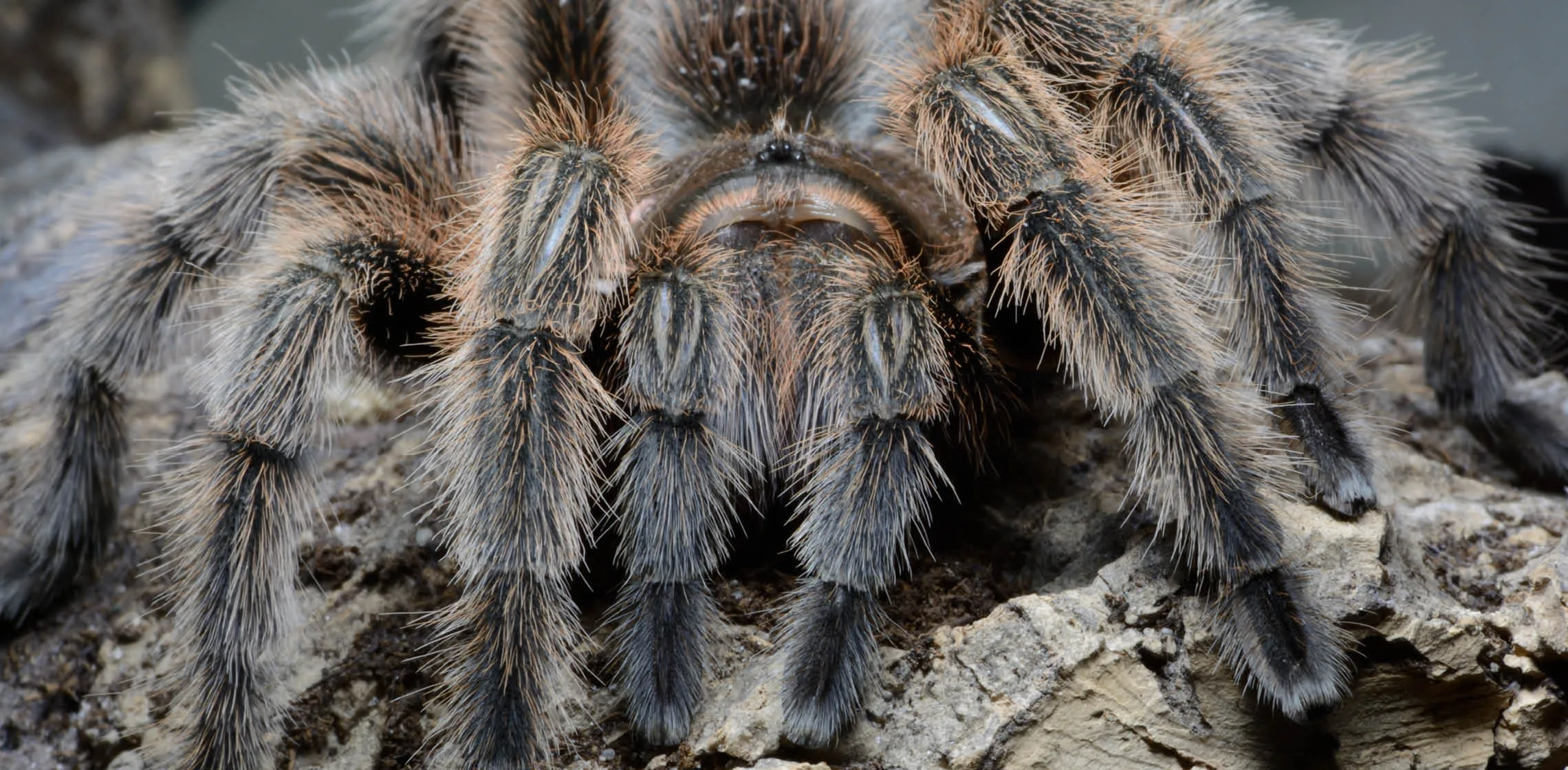 17325 chilean rose tarantula feeding