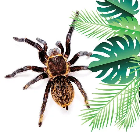 17325 chilean rose tarantula habitat