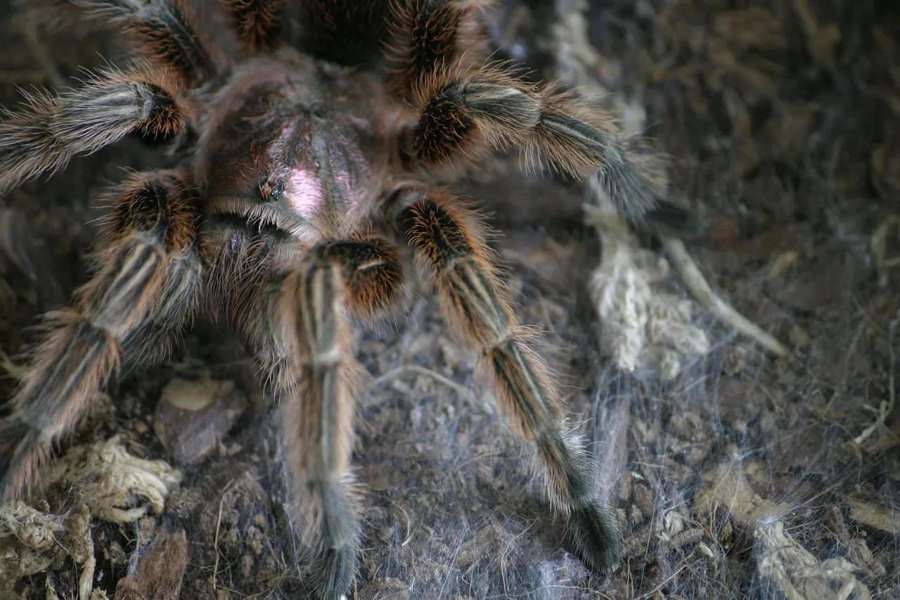 17325 chilean rose tarantula health
