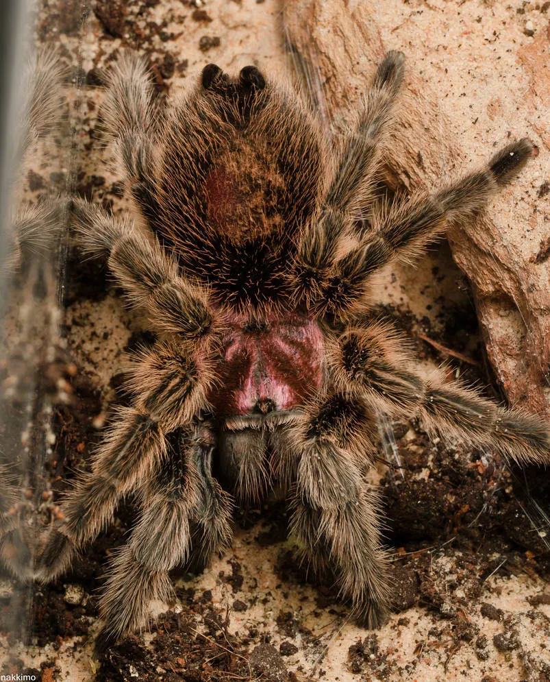/img/17325-chilean-rose-tarantula-humidity.webp