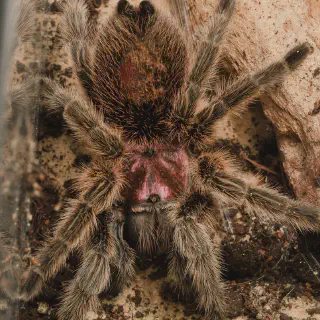 /img/17325-chilean-rose-tarantula-humidity.webp