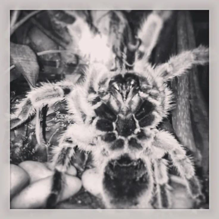 17325 chilean rose tarantula molting
