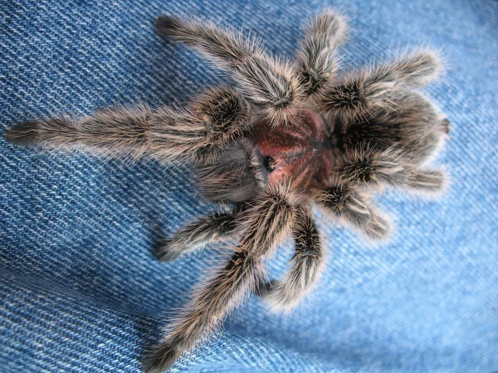 17325 chilean rose tarantula stress