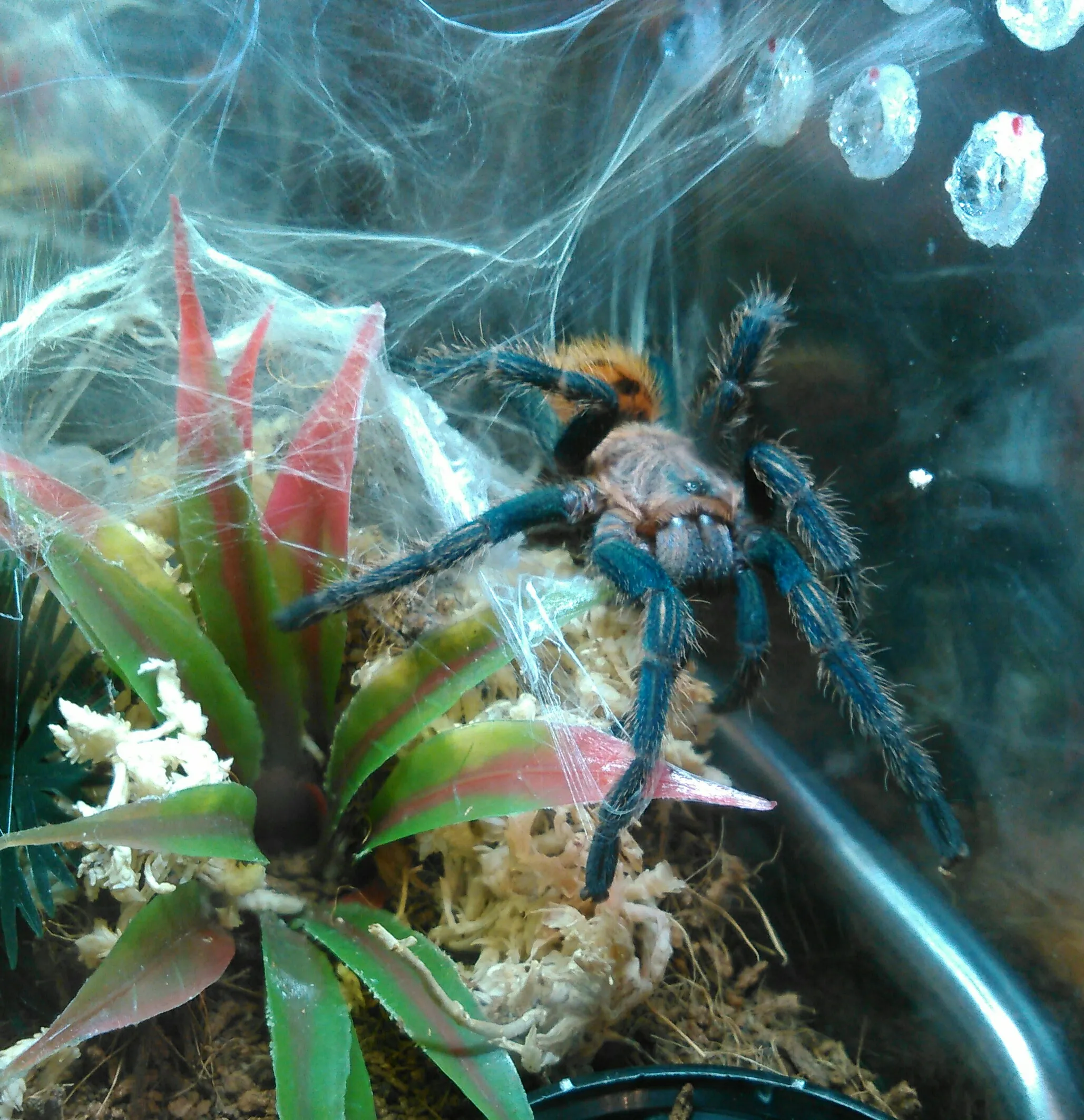 17326 gbb tarantula beautiful