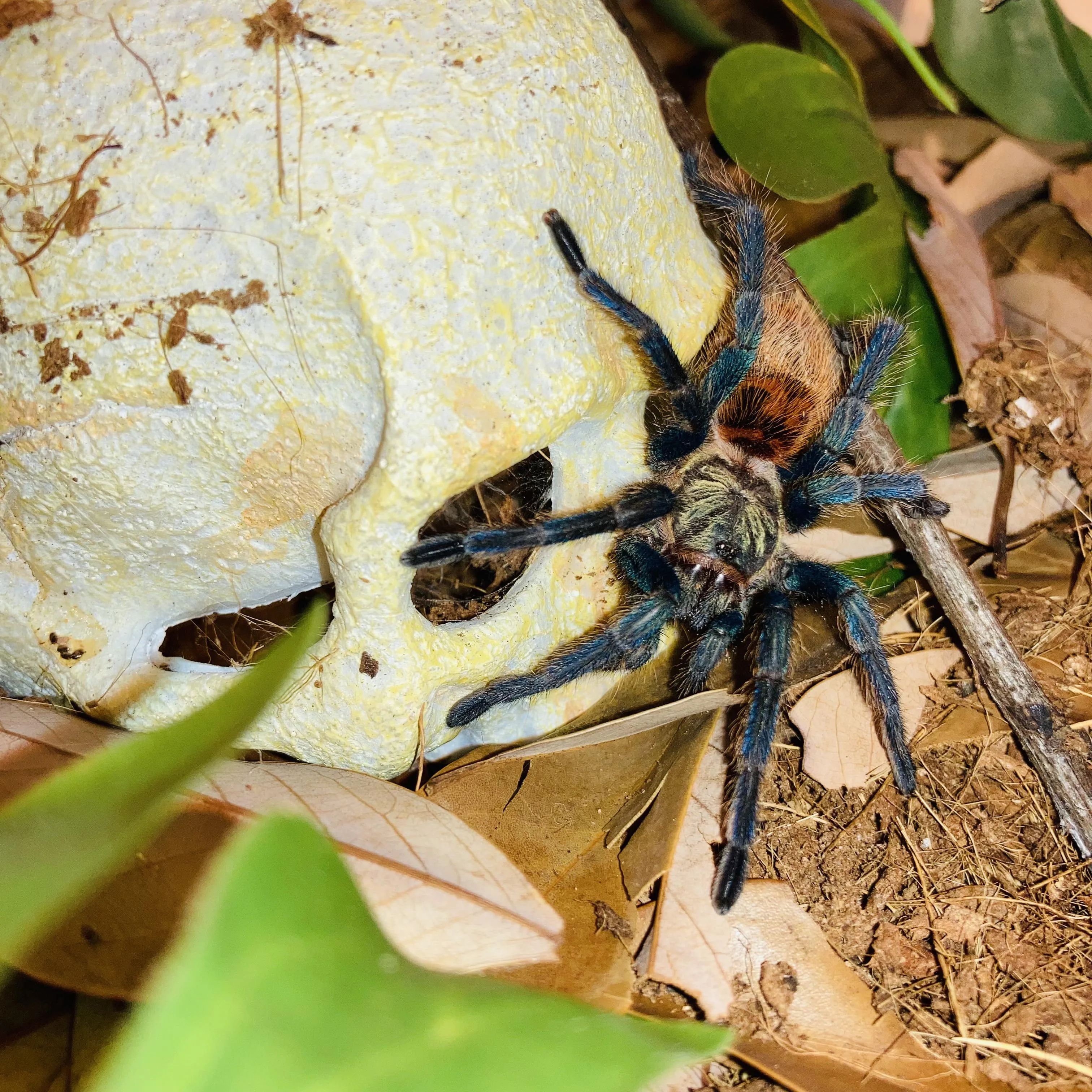 /img/17326-gbb-tarantula-enclosure.webp