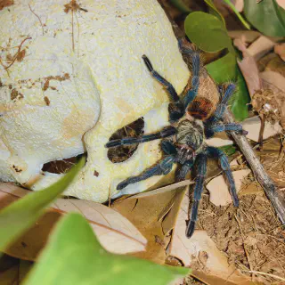 /img/17326-gbb-tarantula-enclosure.webp