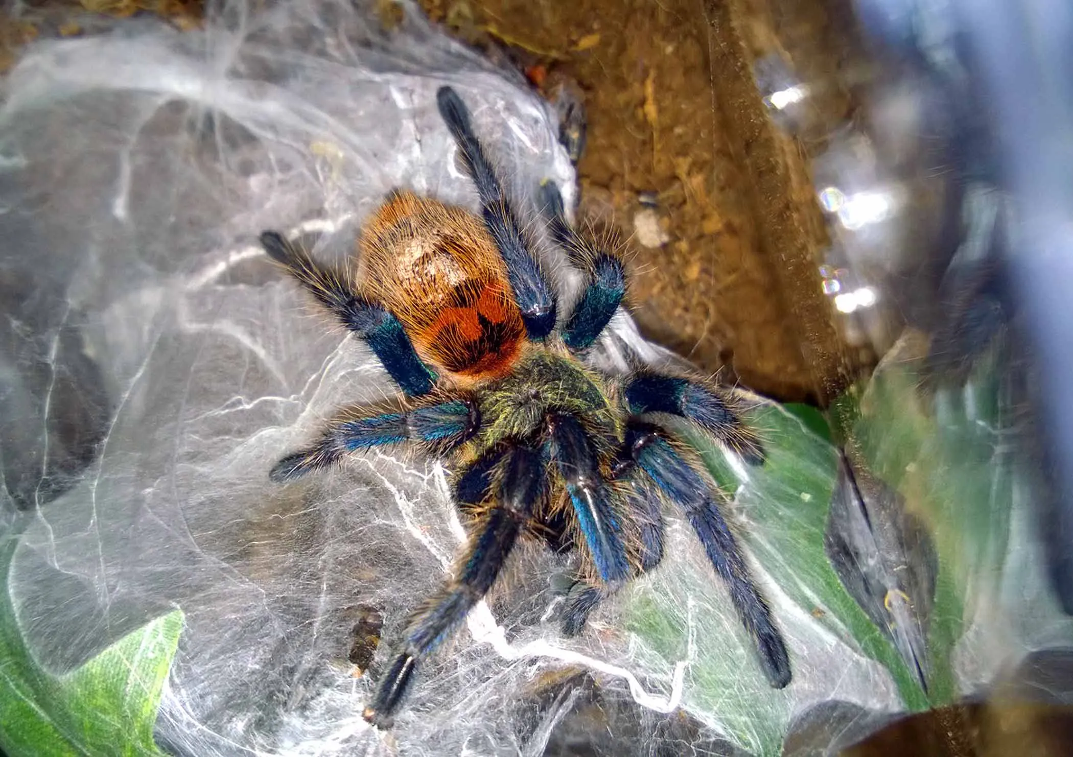 17326 gbb tarantula feeding