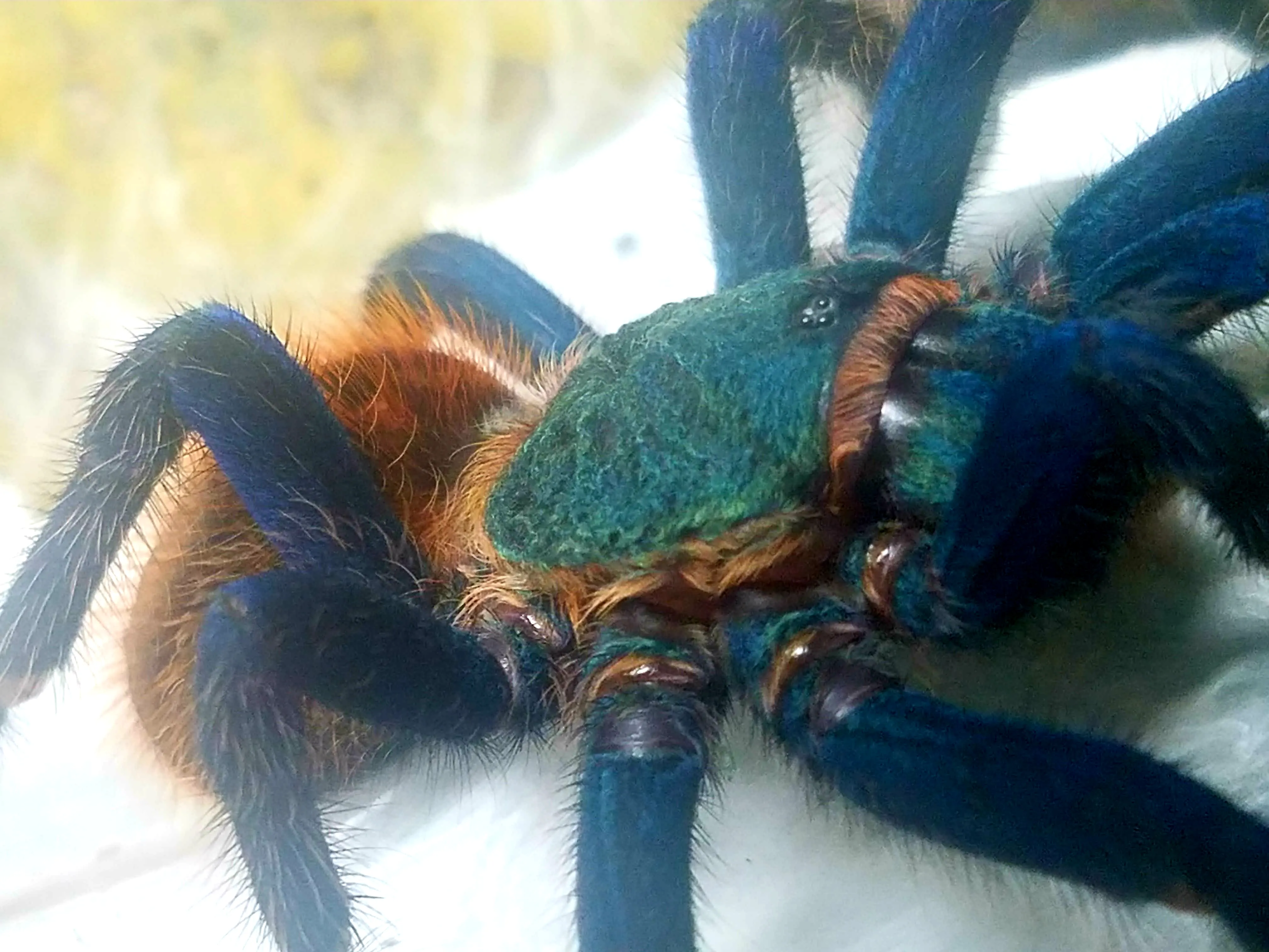 17326 gbb tarantula habitat