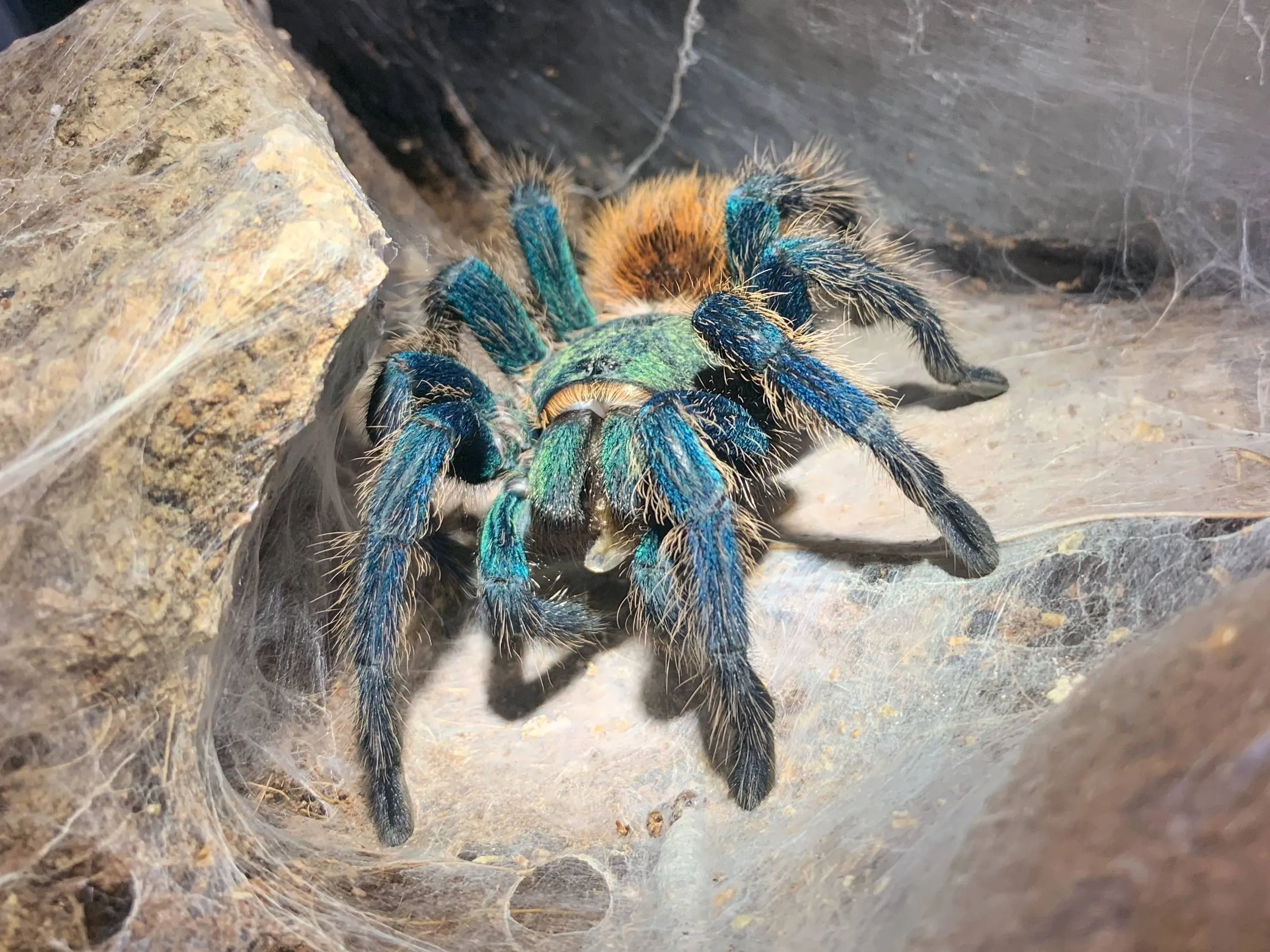 17326 gbb tarantula handling