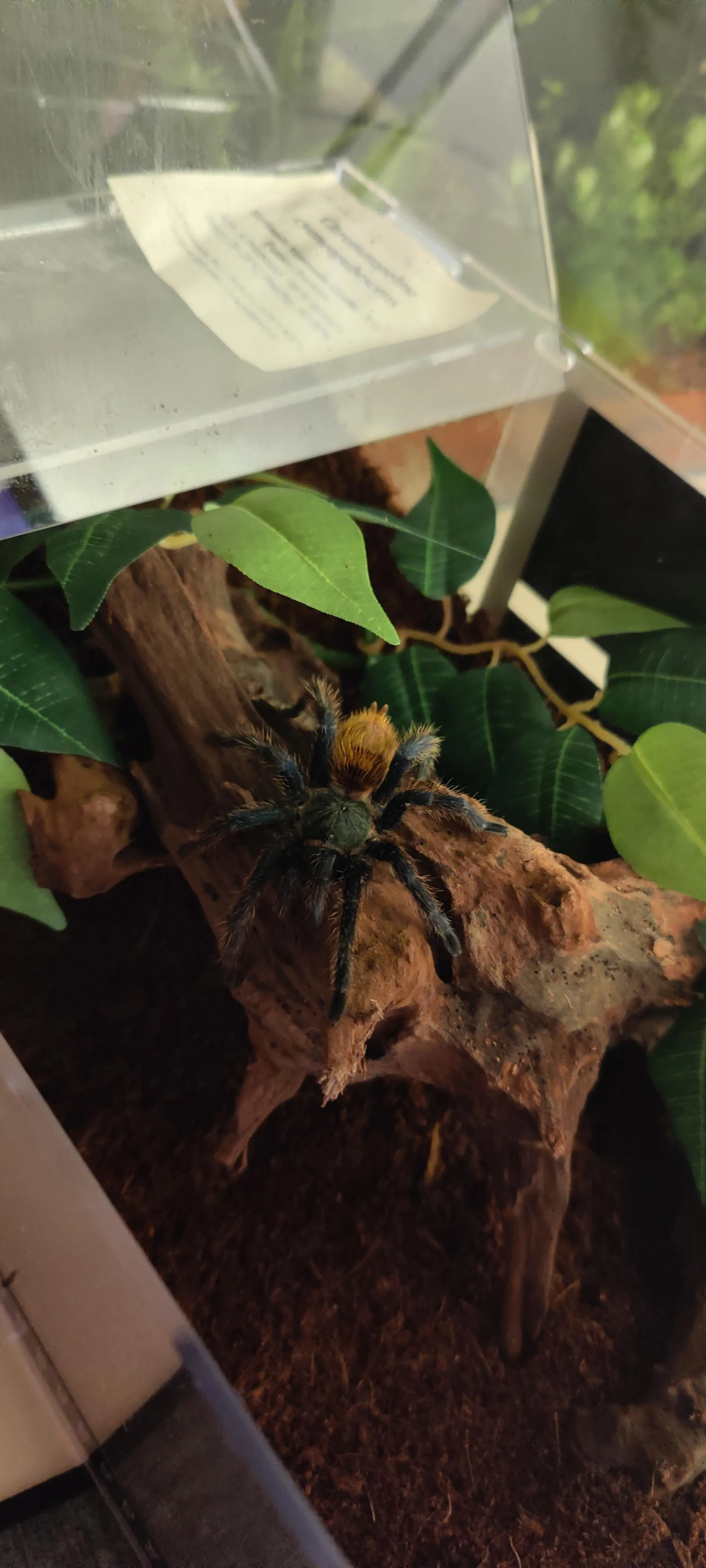 17326 gbb tarantula healthy