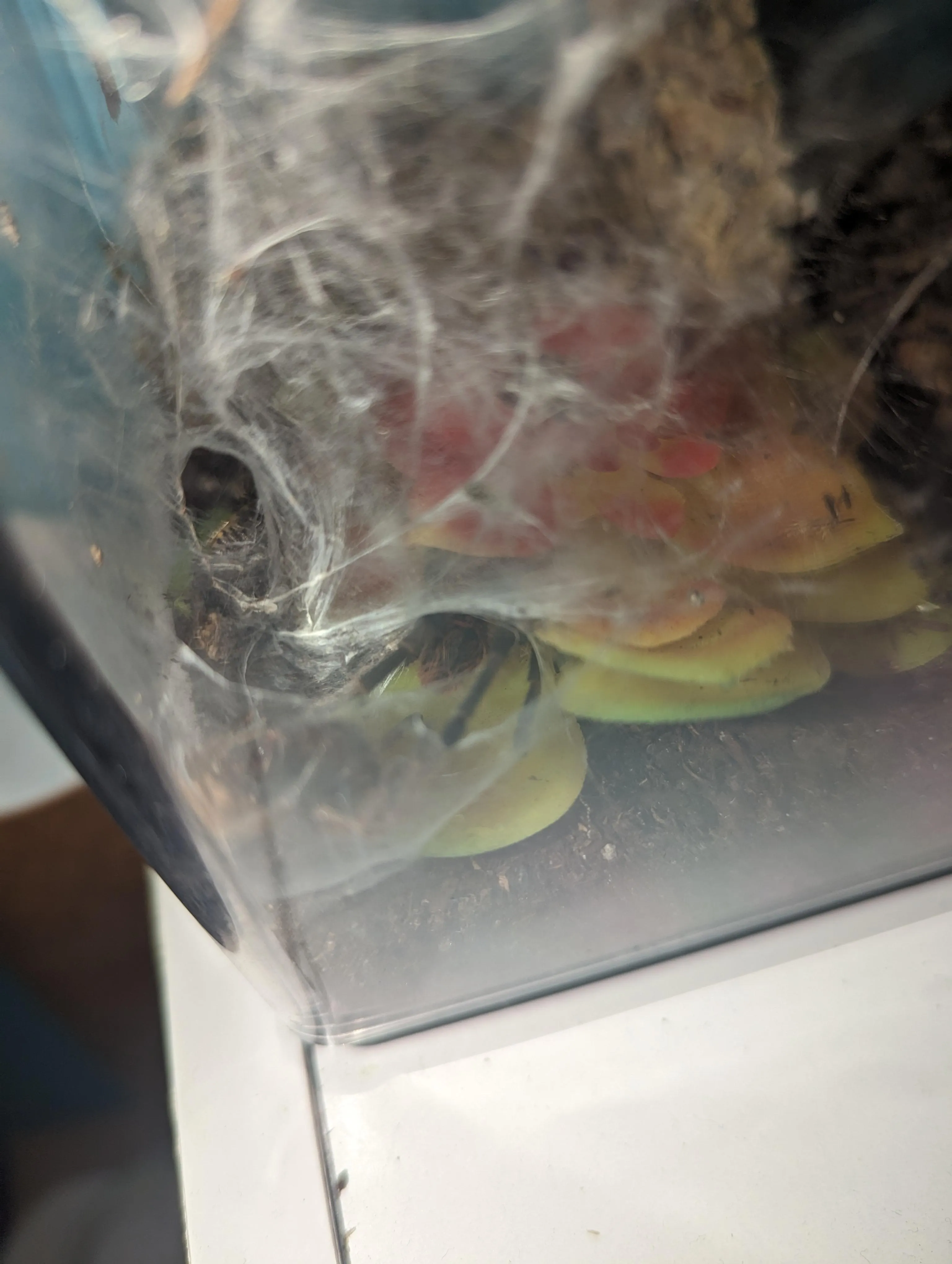 17326 gbb tarantula molting