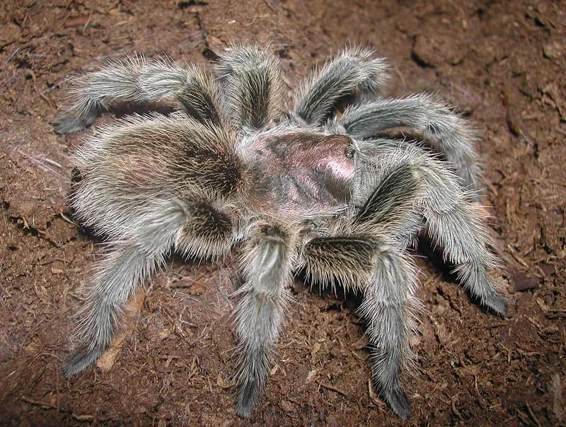 17331 tarantula in japanese 1